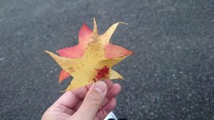 瑞宝寺公園での紅葉狩り